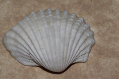 Tegillarca granosa
