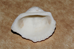 Tegillarca granosa