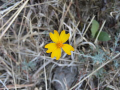 Tagetes stenophylla