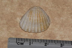Tegillarca granosa