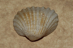 Tegillarca granosa