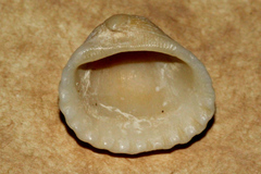 Tegillarca granosa