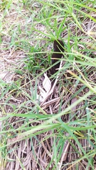 Vanellus chilensis chilensis