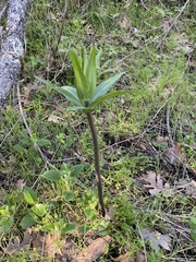 Lilieae