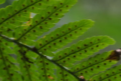 Dryopteris erythrosora