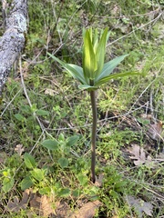 Lilieae