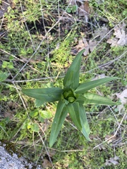 Lilieae