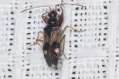 Pseudopamera nitidula