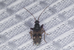 Pseudopamera nitidula