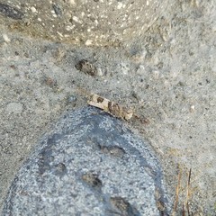 Trimerotropis ochraceipennis