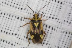 Lygus hesperus