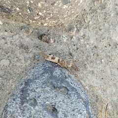 Trimerotropis ochraceipennis