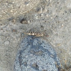 Trimerotropis ochraceipennis