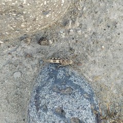 Trimerotropis ochraceipennis