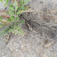 Trimerotropis ochraceipennis