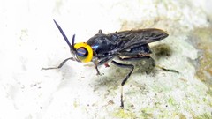 Cyphomyia auriflamma