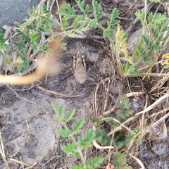 Trimerotropis ochraceipennis