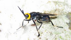 Cyphomyia auriflamma