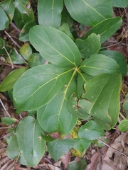 Cissus sterculiifolia