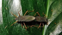 Leptoscelis elongator