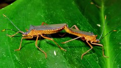 Leptoscelis elongator
