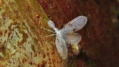 Dilaridae