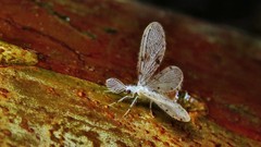 Dilaridae