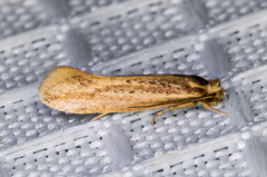 Ypsolopha sp-sw