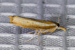 Fissicrambus intermedius