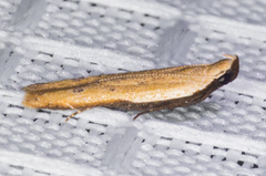 Mesophleps adustipennis