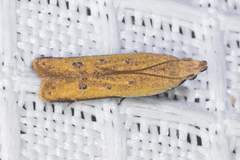 Mesophleps adustipennis