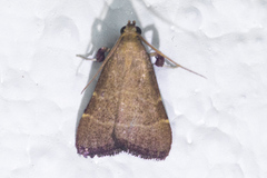 Arta epicoenalis