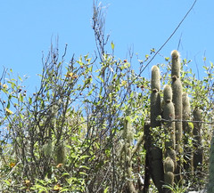 Cleistocactus tominensis