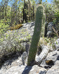 Trichocereus quadratiumbonatus
