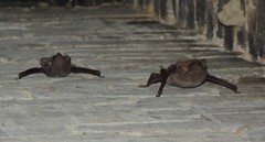 Taphozous troughtoni