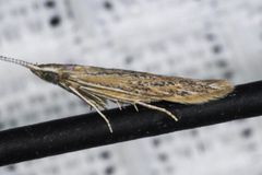 Coleophora quadruplex