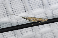 Coleophora quadruplex