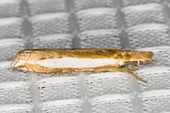 Crambus sperryellus