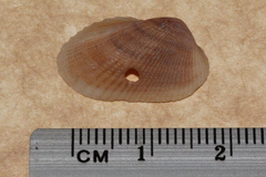Mesocibota bistrigata