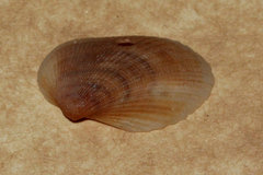 Mesocibota bistrigata