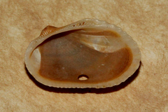 Mesocibota bistrigata