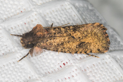 Acrolophus kearfotti