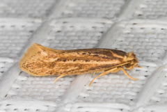 Ypsolopha sp-sw