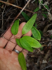 Smilax glyciphylla