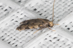 Taygete attributella