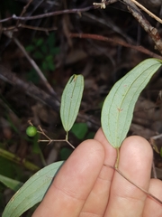 Smilax glyciphylla