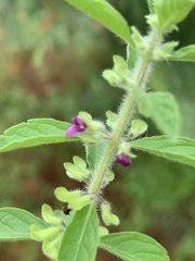 Endostemon tereticaulis