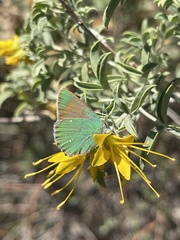 Callophrys dumetorum perplexa