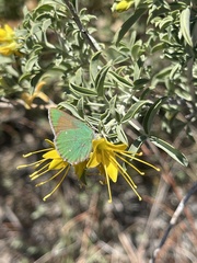 Callophrys dumetorum perplexa