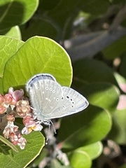 Glaucopsyche lygdamus australis